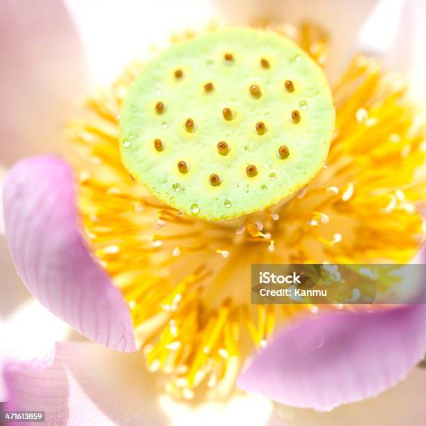 Lotus Stockfoto und mehr Bilder von Baumblüte - Baumblüte, Blatt - Pflanzenbestandteile, Blau