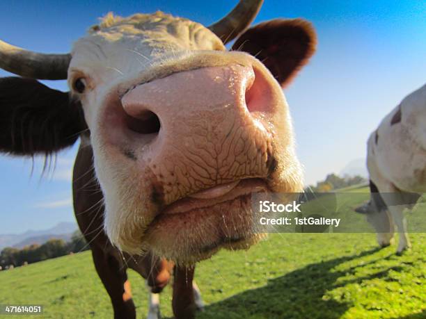 Cow On The Pasture Stock Photo - Download Image Now - Cow, Happiness, Nose