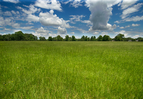 Dramatic cloudscape against a blue sky over a field of long green grass.