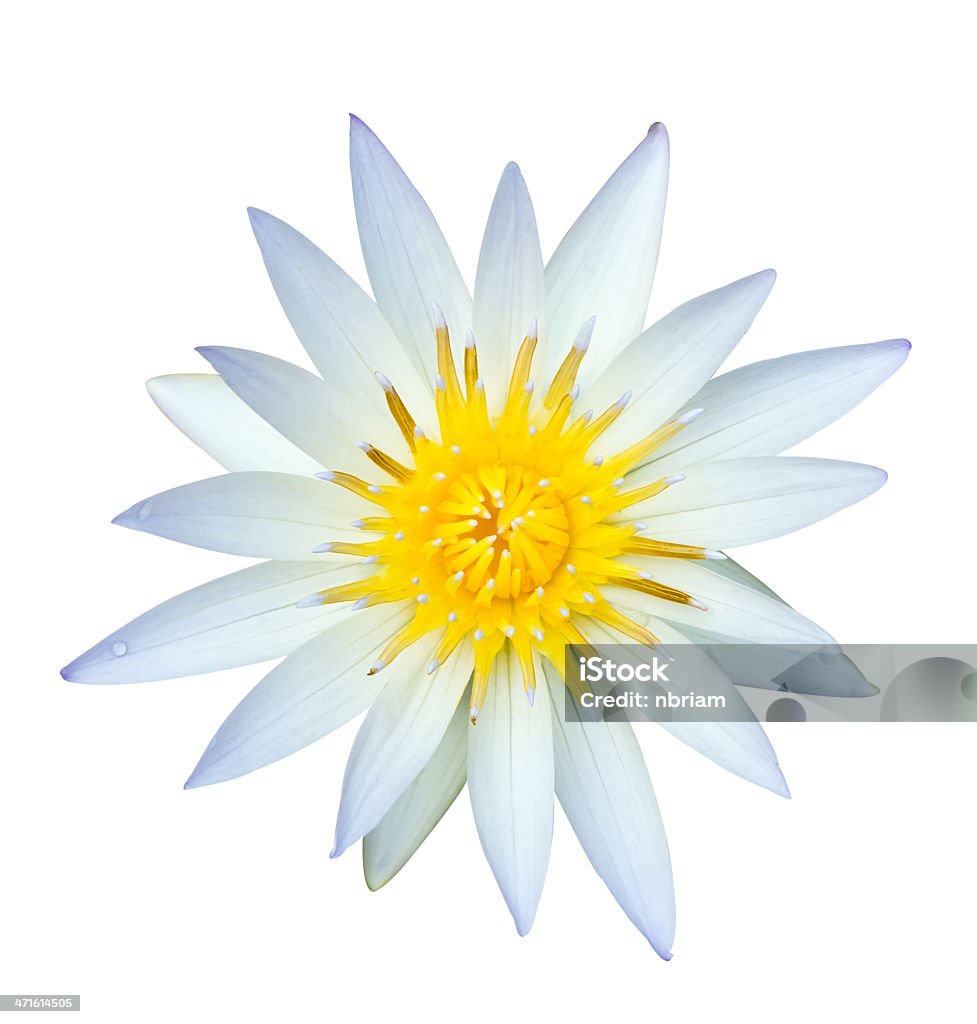 White lotus en aislado - Foto de stock de Amarillo - Color libre de derechos