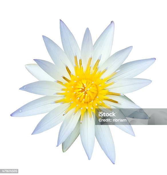 White Lotus En Aislado Foto de stock y más banco de imágenes de Amarillo - Color - Amarillo - Color, Asia, Belleza
