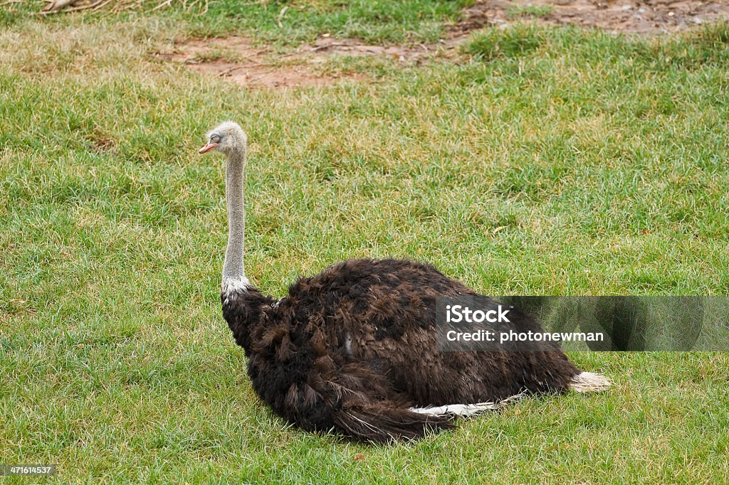 Struzzo in zoo. - Foto stock royalty-free di Africa