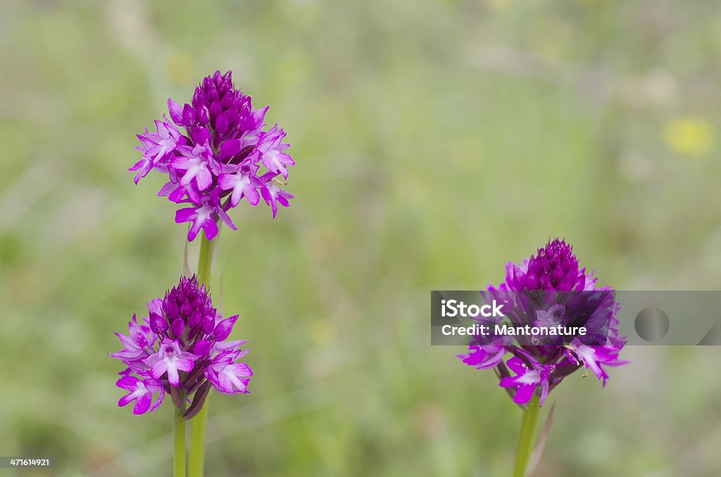 Piramidale Orchidea (Anacamptis pyramidalis - Foto stock royalty-free di Ambientazione esterna