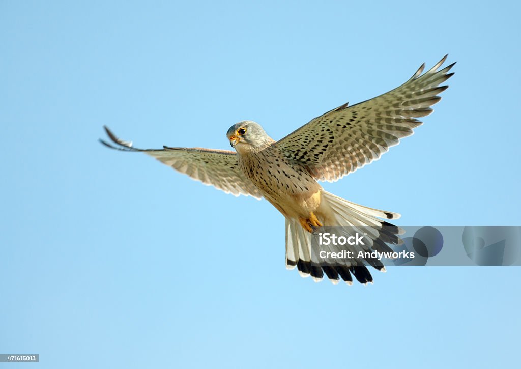Common Turmfalke (Falco tinnunculus) - Lizenzfrei Turmfalke Stock-Foto