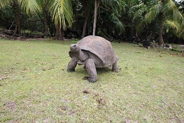 istock Aldabra Giant Tortoise, Aldabrachelys gigantea, Seychelles 471615577