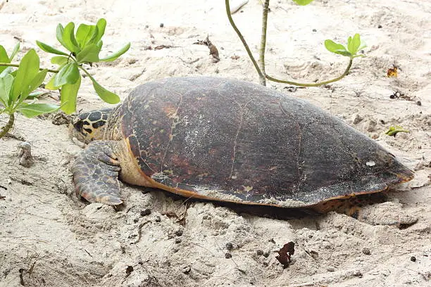Hawksbill Turtle Nesting in the white sand on the beach of Cousin Island, Seychelles, Indian Ocean, Africa.