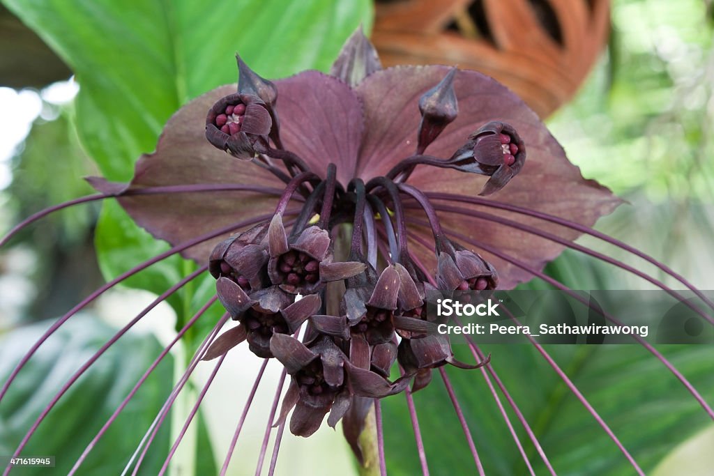 Flor De Morcego - Fotografias de stock e mais imagens de Orquídea Negra - Orquídea  Negra, Ao Ar Livre, Cabeça de Flor - iStock