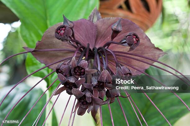 Foto de Flor De Taco e mais fotos de stock de Flor-do-diabo - Flor-do-diabo,  Cabeça da flor, Canteiro de Flores - iStock