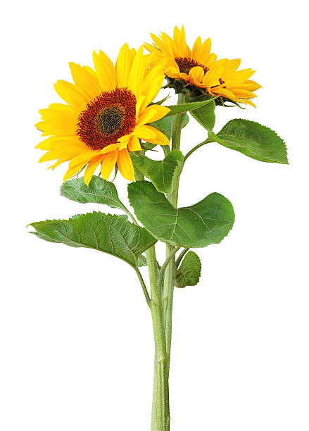 Pictured sunflowers in a white background.