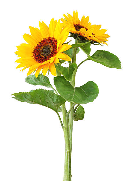 Sunflowers isolated on white background stock photo