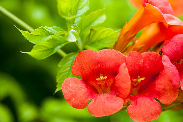 istock Red flowers and green leaves tree 471616225