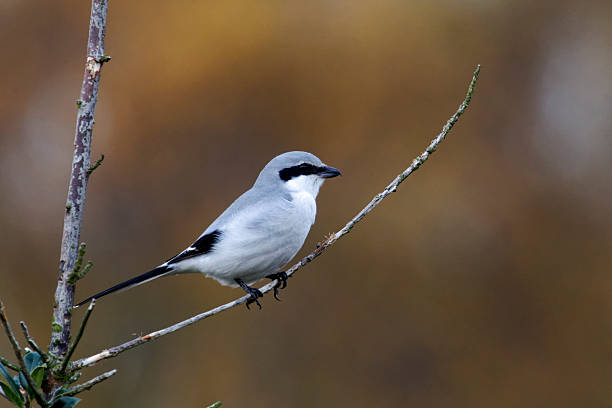 istock Great-grey shrike, Lanius excubitor 471616279
