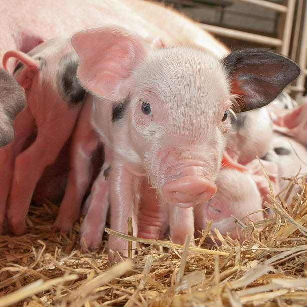 istock Pile of Piglets 471616335