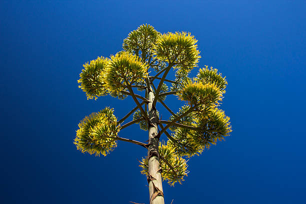 Tree, Corsica stock photo