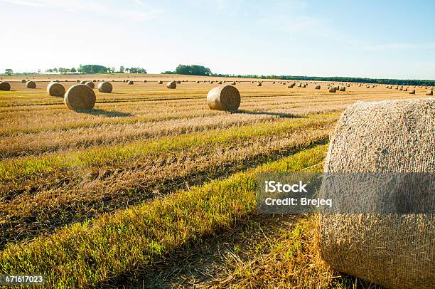 Photo libre de droit de Bales Paille banque d'images et plus d'images libres de droit de Agriculture - Agriculture, Aliment, Arbre