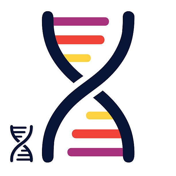 DNA colored strands - VECTOR Vector Illustration of DNA colored strands. High resolution JPEG and Transparent PNG included in file. dna test stock illustrations