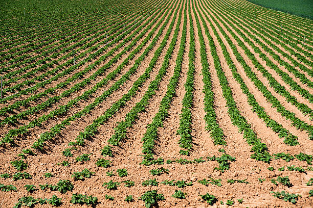 istock Farmland in La Rioja. Spain. Europe. 471617320