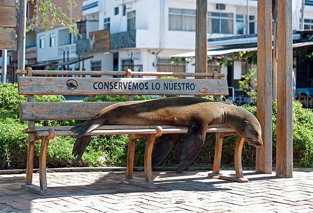 Sea lion chillax. A sealion relaxes and dozes on a wooden park bench in San Crisotbal town centre that has carved into the wood 'conserve what is ours', San Cristobal, Galapagos islands, Ecuador