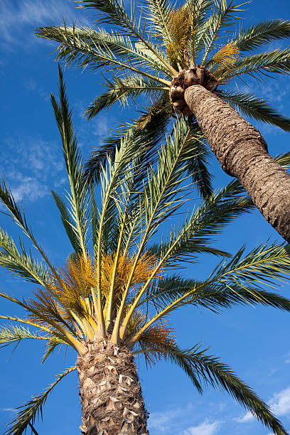 palma - foto stock