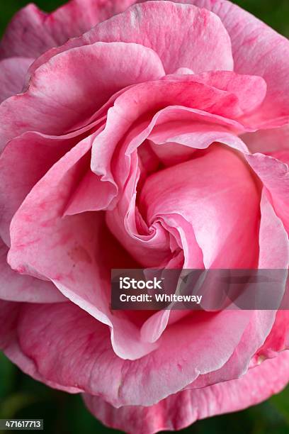 Corazón Rosa Rosa Rosa Jardín De Foto de stock y más banco de imágenes de Belleza de la naturaleza - Belleza de la naturaleza, Con textura, Espiral