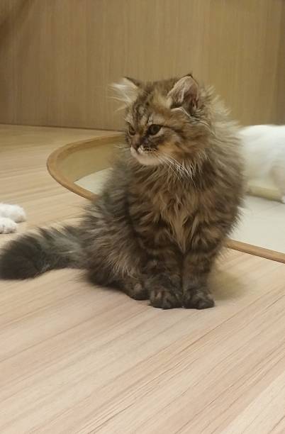 istock Cute Fluffy Cat on The Wooden Floor 471617778