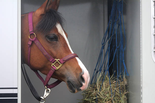 istock Brown horse in trailer with hay 471617843