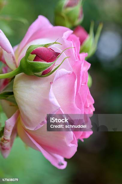 Foto de English Rose e mais fotos de stock de Botânica - Assunto - Botânica - Assunto, Cabeça da flor, Figura para recortar