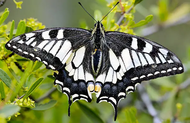 photo of a butterfly a over green background