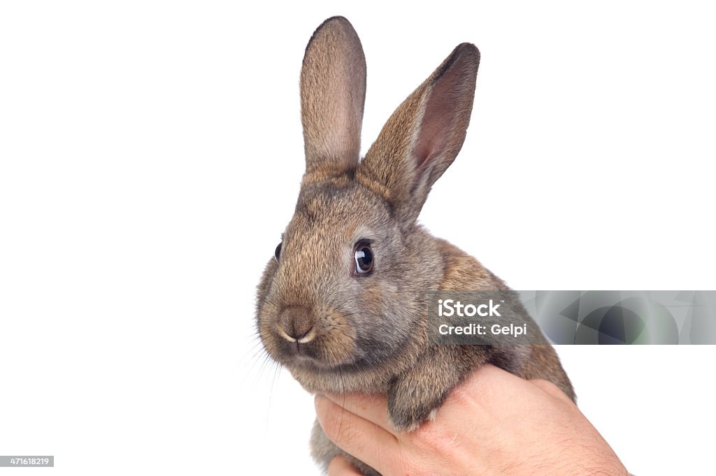 Nice brown bunny - Foto de stock de Animal royalty-free