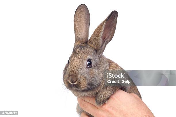 Foto de Nice Brown Bunny e mais fotos de stock de Animal - Animal, Animal de estimação, Bigode de animal