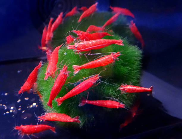 Image Of Red Cherry Shrimps On Moss Ball Fishtank Aquarium Stock