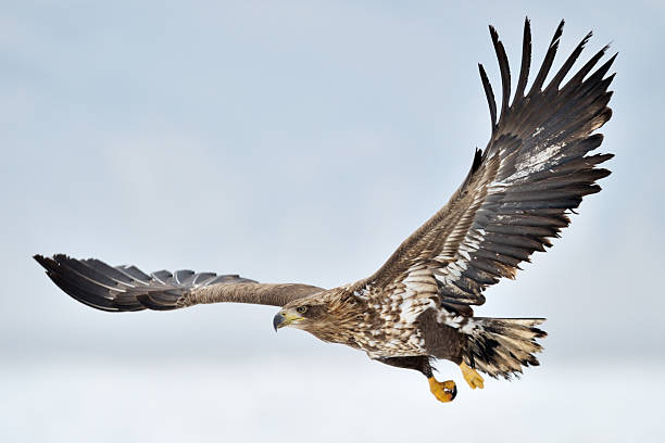 white-tailed sea eagle - white tailed eagle sea eagle eagle sea stock-fotos und bilder