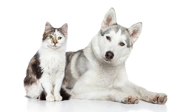 istock Cat and Dog on a white background 471618481