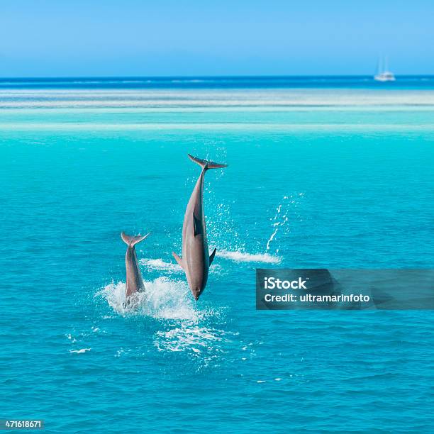 Dolphin - Fotografie stock e altre immagini di Delfino - Delfino, Mare, Saltare