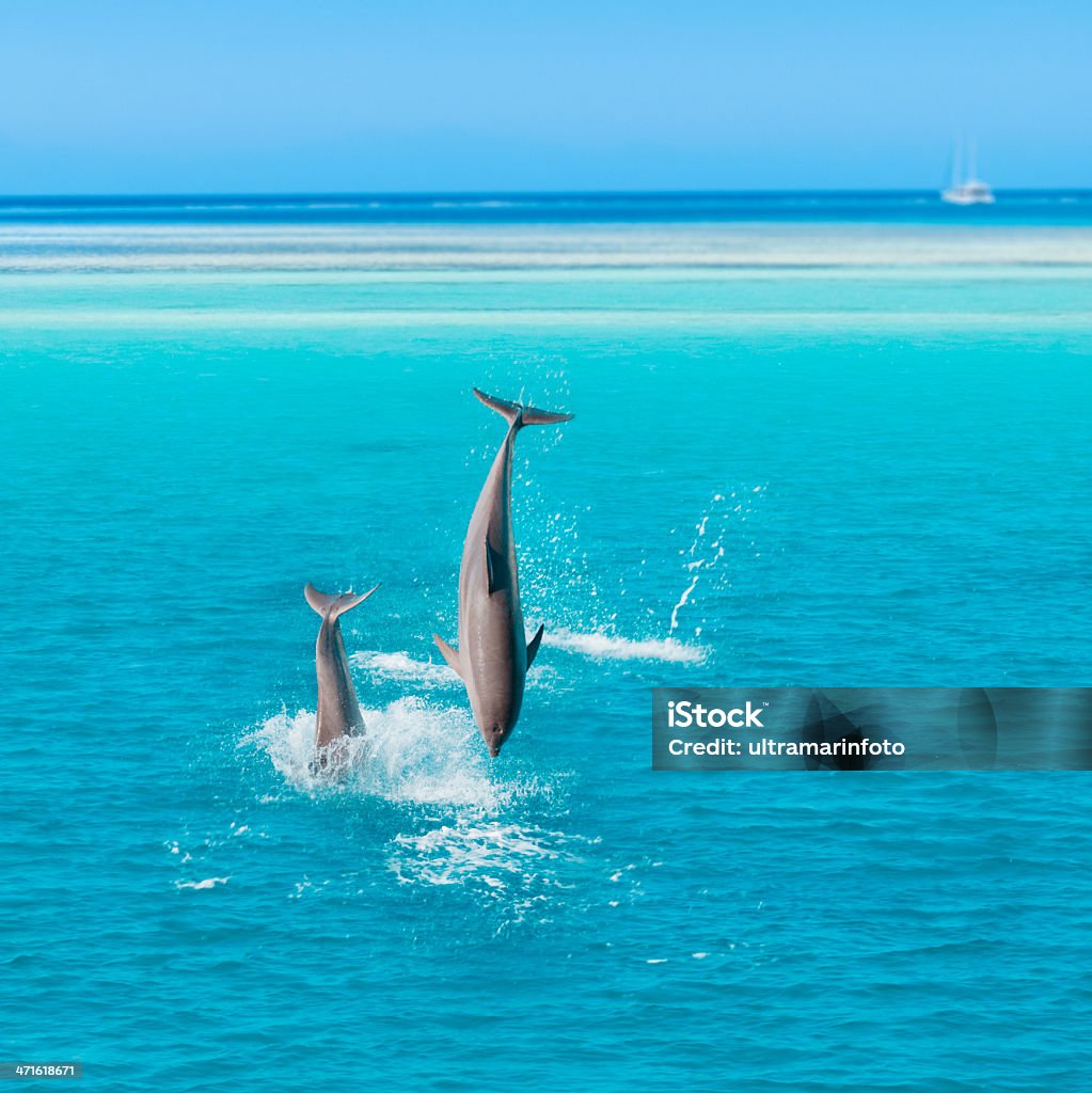 Dolphin - Foto de stock de Golfinho - Cetáceo royalty-free