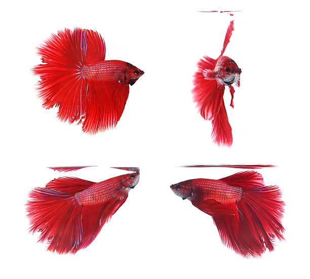 istock Betta fishes, siamese fighting fish isolated on white background 471618885