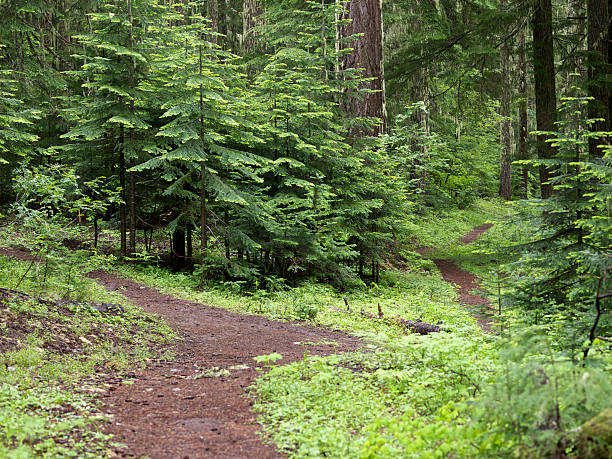 istock Forest Hiking Trail with Junction Western Oregon Mountain 471618971