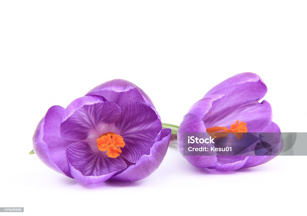 Printemps crocusses - Photo de Blanc libre de droits