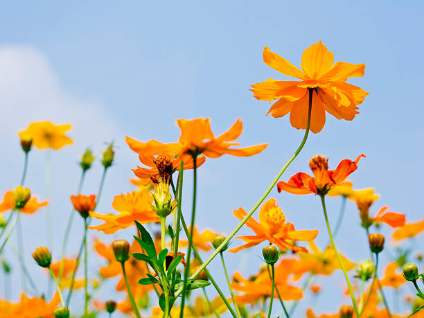 istock beautiful yellow cosmos flowers on sky background 471619323