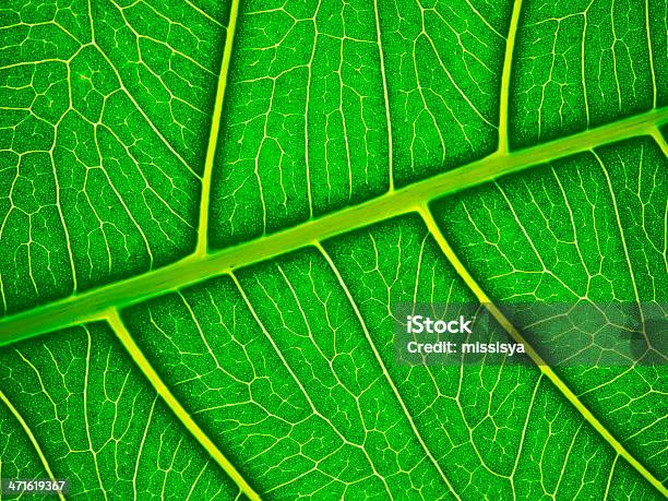 Primo Piano Verde Foglia Vene Dettaglio - Fotografie stock e altre immagini di Astratto - Astratto, Botanica, Cellula della pianta