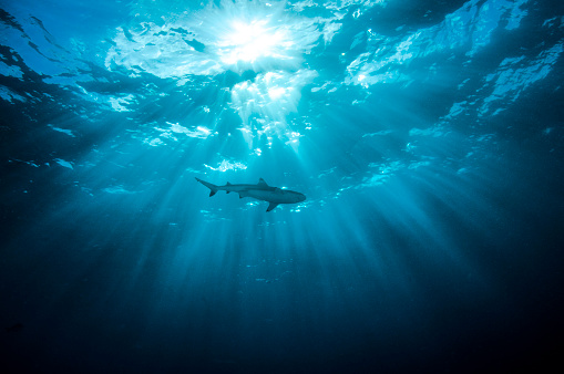 A shark in Truk Lagoon