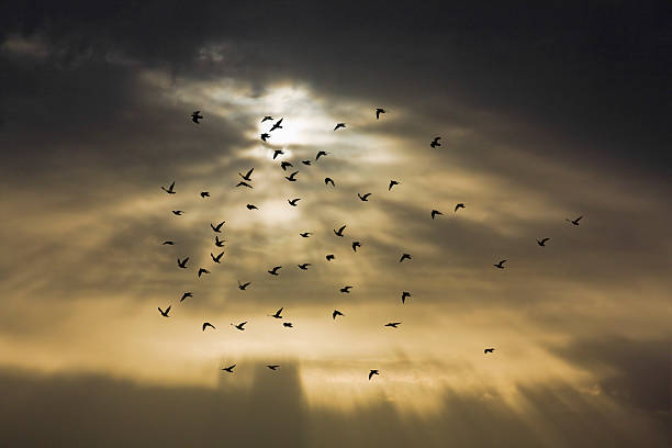 istock Flock of pigeons at sunset 471620027