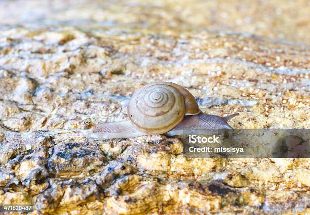 Primo Piano Della Chiocciola - Fotografie stock e altre immagini di Animale - Animale, Animale nocivo, Animale selvatico