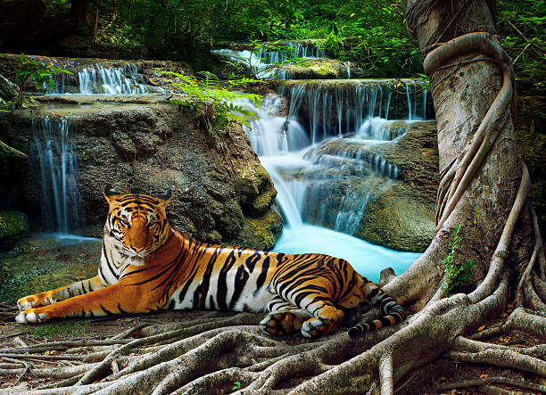 tiger lying in front of pure water falls