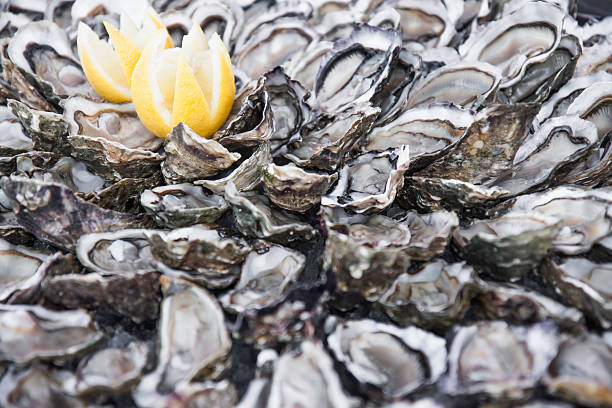 Oysters stock photo