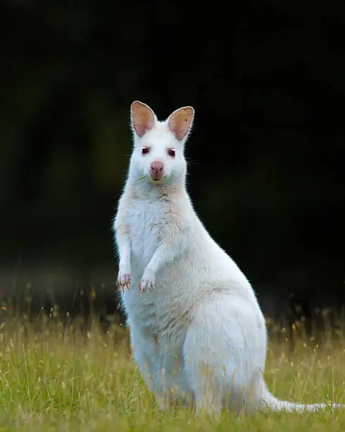 A bennet's wallaby is standing and waching