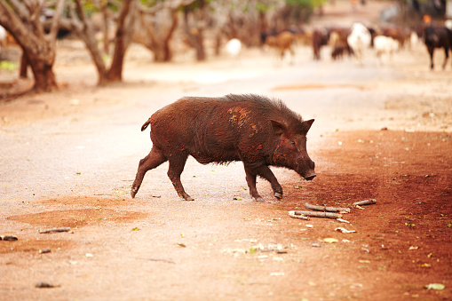 Wild Thai boar trotting over the roadhttp://195.154.178.81/DATA/i_collage/pi/shoots/780524.jpg