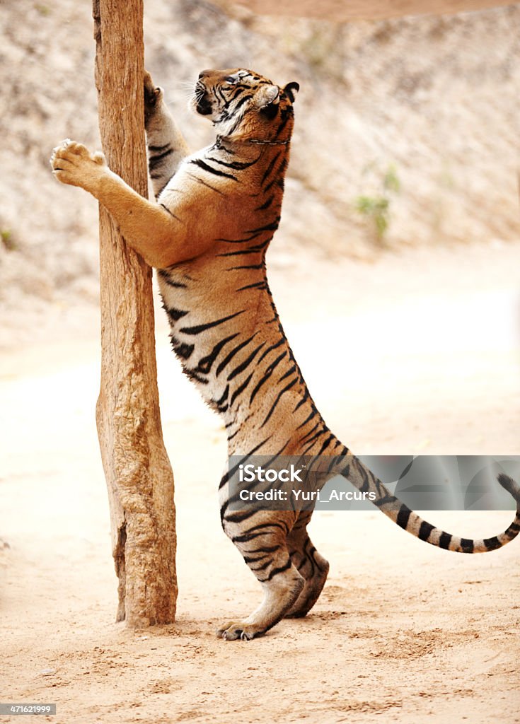Тигр стоять прямо - Стоковые фото Тигр роялти-фри