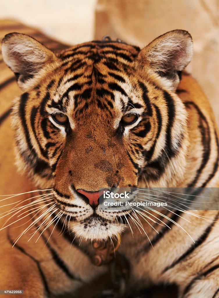 Ho ottenuto la mia attenzione su di te - Foto stock royalty-free di Tigre indocinese