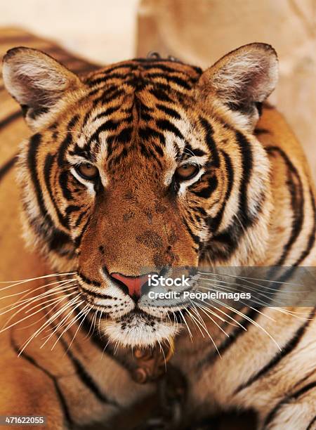 Ho Ottenuto La Mia Attenzione Su Di Te - Fotografie stock e altre immagini di Tigre indocinese - Tigre indocinese, Ambientazione esterna, Ambientazione tranquilla